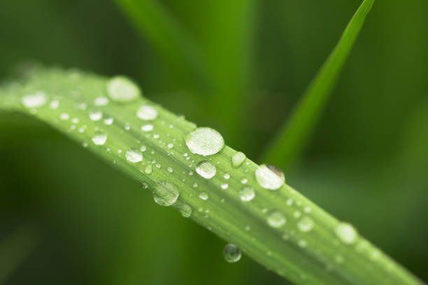 istock Many drops of  morning dew  on a green leaf macro . Natural background. 1266904366