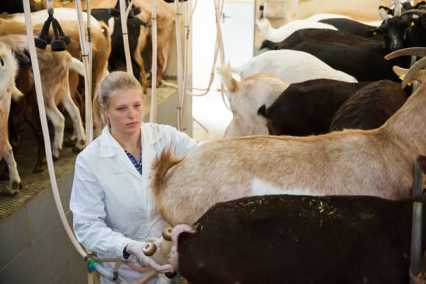 istock Farmer woman milking a goats with an automatic milk machine 1266904370
