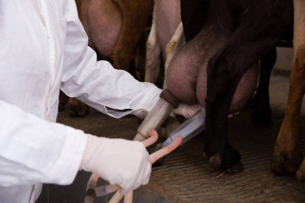 istock Farmer woman milking a goats with an automatic milk machine 1266904377