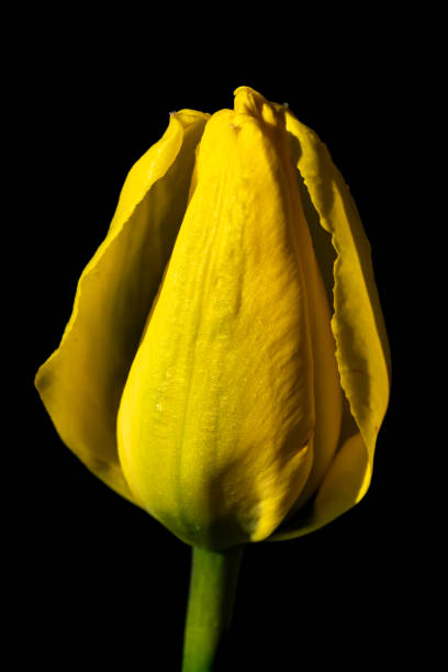 istock Bright yellow tulip blossom at black background 1266904647