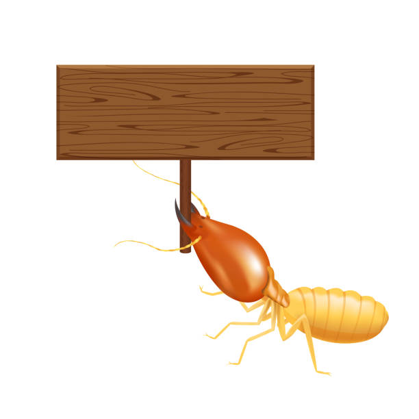 ilustrações de stock, clip art, desenhos animados e ícones de termite, clip art termites and wooden signs isolated on white background, insect species termite ant eaten wood decay and damaged wooden bite, cartoon termite and wood frame for copy space text - ant underground animal nest insect