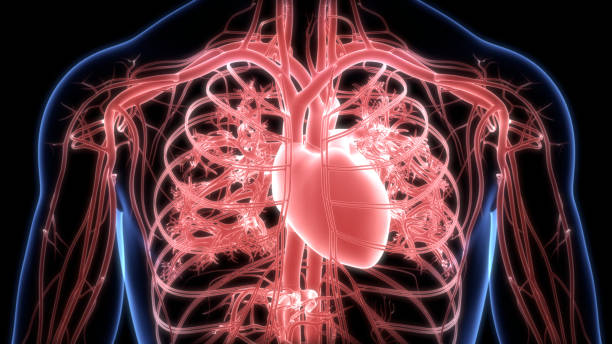 istock Human Circulatory System Heart Anatomy 1266905667