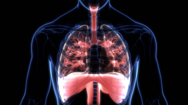 istock Human respiratory System Lungs with Diaphragm Anatomy 1266905697