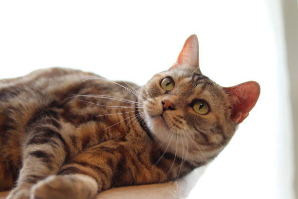 istock American shorthair cat whose eyes open with interest. 1266906360