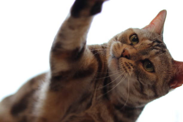 istock American shorthair cat that reaches for prey. 1266906368