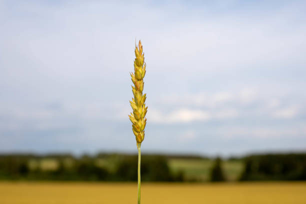 Ripe wheat in the fields. Harvesting begins
