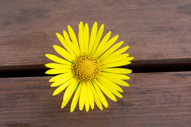 Bright yellow flower close up