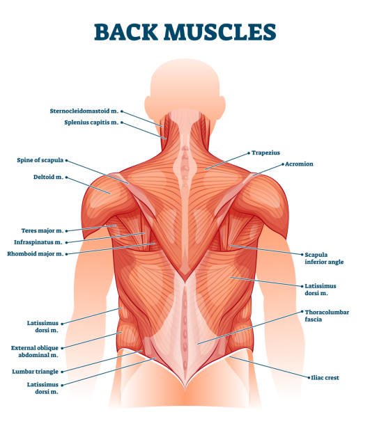 Back muscles labeled anatomical educational body scheme vector illustration Back muscles labeled anatomical educational body scheme vector illustration. Medical musculature titles for human physiology knowledge. Model diagram with trapezius, axromion, deltoid and iliac crest. deltoid stock illustrations