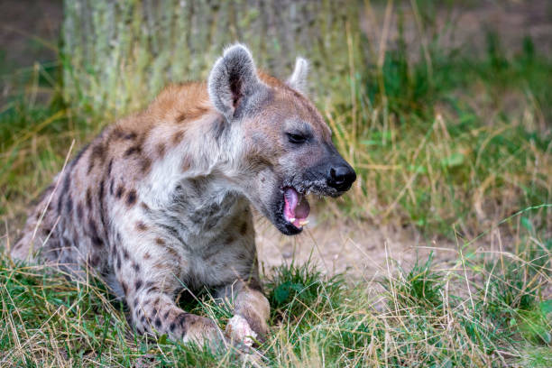istock Spotted Hyenas in nature,close up. Carnivore, creature. 1266910283
