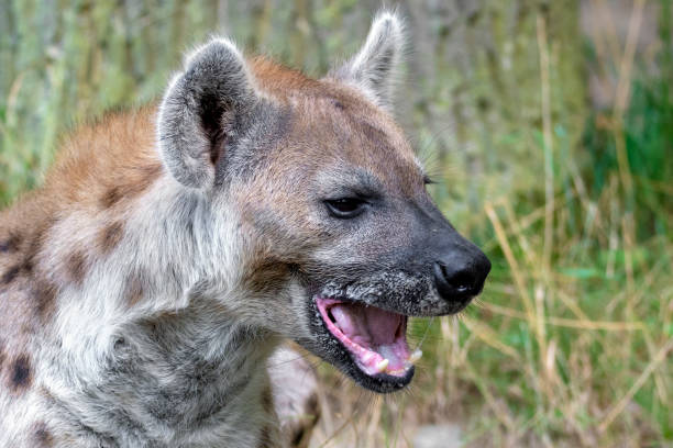Spotted Hyenas in nature,close up. Carnivore, creature.