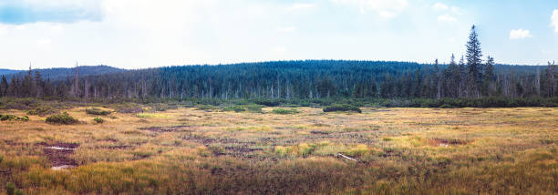 istock landscape - Jizerky bog, Czech republic 1266911333