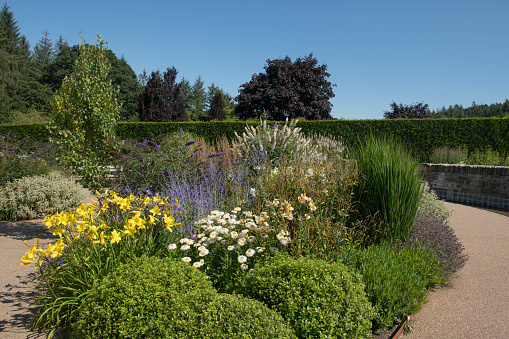 Cool Garden with Soft Coloured Plants and Shrubs