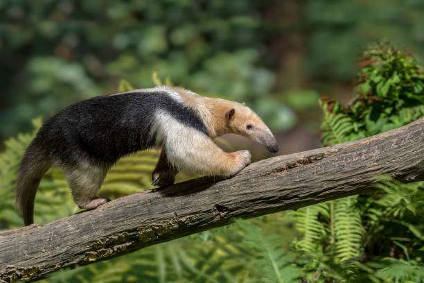 anteater tamandua tetradactyla del sur, de pie en el árbol - anteater fotografías e imágenes de stock