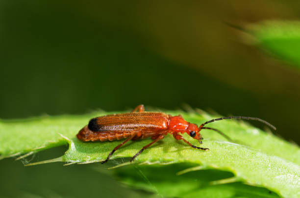 istock The red beetle is crawling along the stem. 1266911703