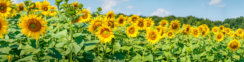 Sunflowers at the edge of a field on a sunny day in Northern Germany