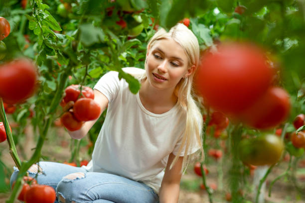 istock Female farmer picking fresh tomatoes 1266911808