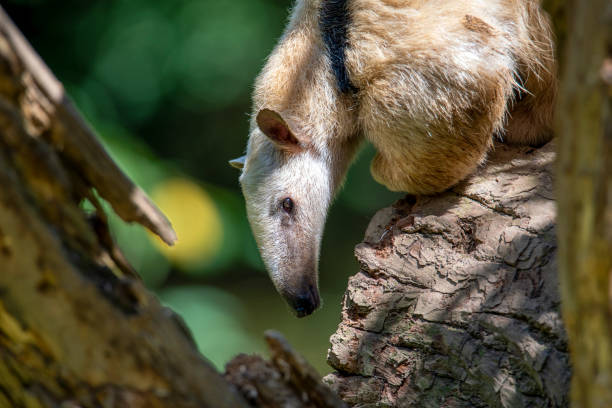 木の上の南アンテタータマンドゥアテトラダクチル。 - southern tamandua ストックフォトと画像