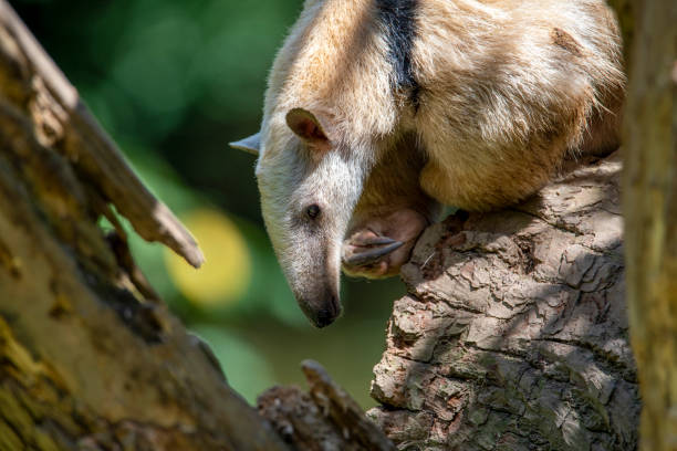 anteater sud tamandua tetradactyla sur l’arbre. - southern tamandua photos et images de collection