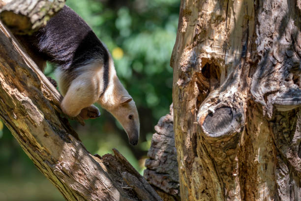 anteater sud tamandua tetradactyla sur l’arbre. - southern tamandua photos et images de collection