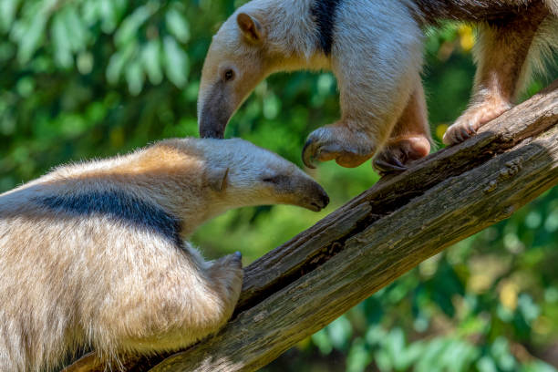 木の上の南アンテタータマンドゥアテトラダクチル。 - southern tamandua ストックフォトと画像