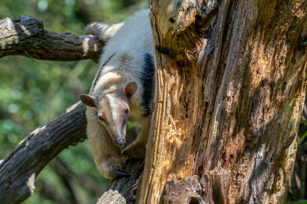 anteater sud tamandua tetradactyla sur l’arbre. - southern tamandua photos et images de collection