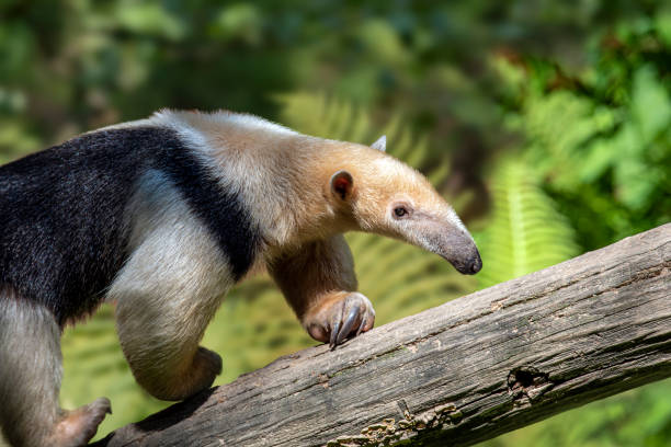 木の上の南アンテタータマンドゥアテトラダクチル。 - southern tamandua ストックフォトと画像