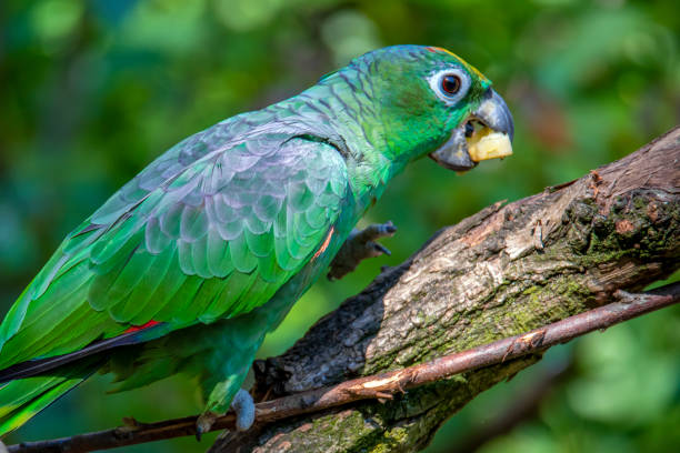 istock Orange-Winged Parrot, Amazona amazonica 1266914410
