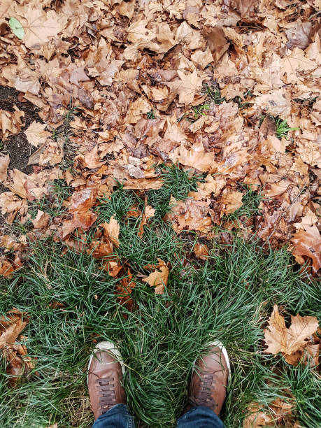 istock Leather boots on fallen maple leaves in autumn 1266914468