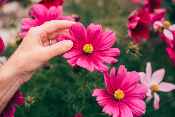 istock Cosmos sonata flowers AdobeRGB colorspace 1266915637