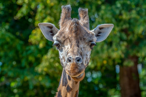 기린 얼굴의 클로즈업 보기 - animal animal neck cute safari animals 뉴스 사진 이미지