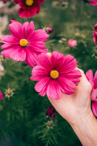istock Cosmos sonata flowers AdobeRGB colorspace 1266916475
