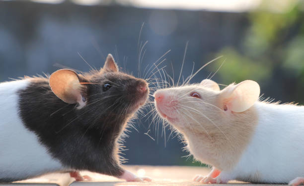 美しいマウス愛のhd壁紙 - pets animal domestic animals playful ストックフォトと画像