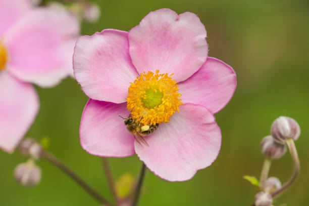 istock Pink Japanese Anemone flower 1266916622