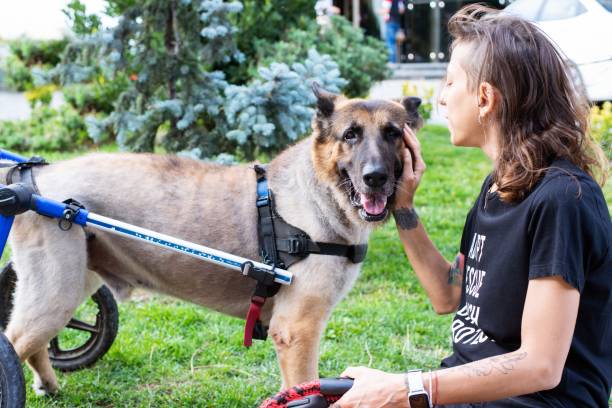 istock Disabled dog walking around with his human 1266916750