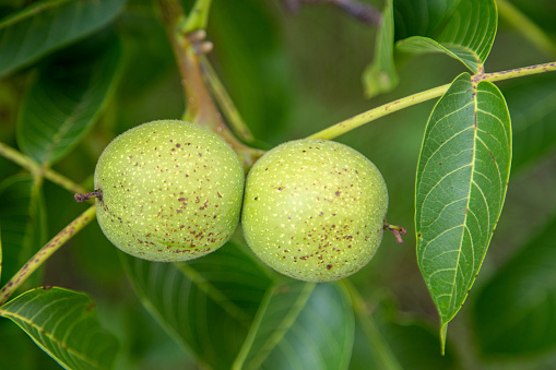 closeup of several green acorns on a branch of an oak tree