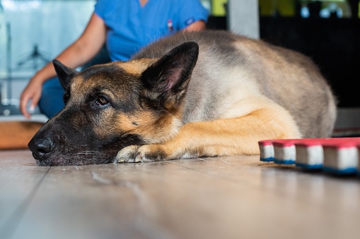 An elderly, disabled german shepherd resting after a walk by lying on his bed on the floor.