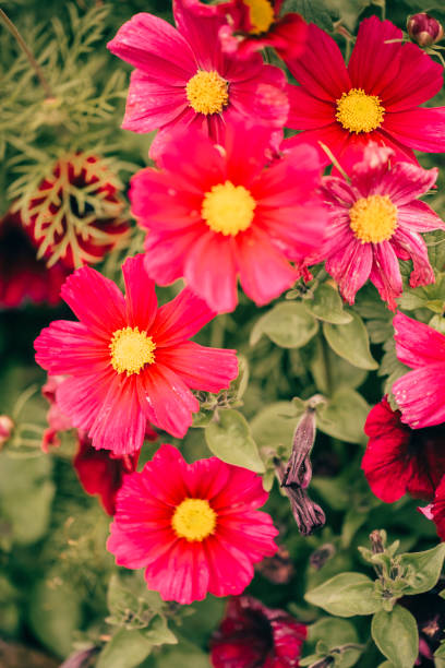 istock Cosmos sonata flowers AdobeRGB colorspace 1266917697