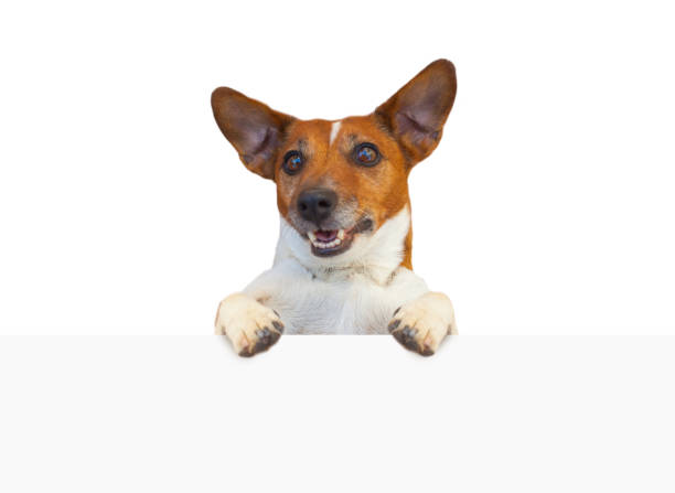 istock Dog with empty white banner signboard isolated on white background 1266917731