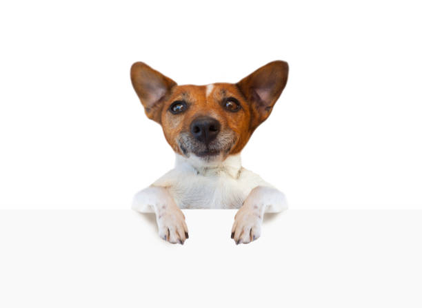 istock Dog jack russell terrier holding empty white banner signboard isolated on white background 1266917733