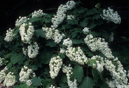 Oak leaf hydrangea