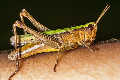 Grasshopper held by human hand. Grasshopper closeup on human hand