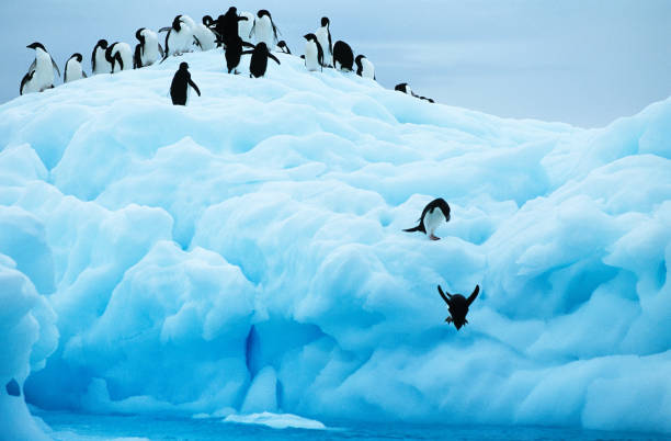 Penguins diving off glacier into sea