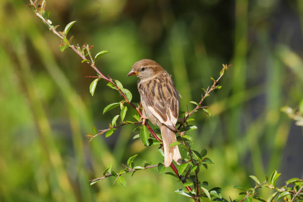 huismus (voorbijganger domesticus) - house sparrow stockfoto's en -beelden