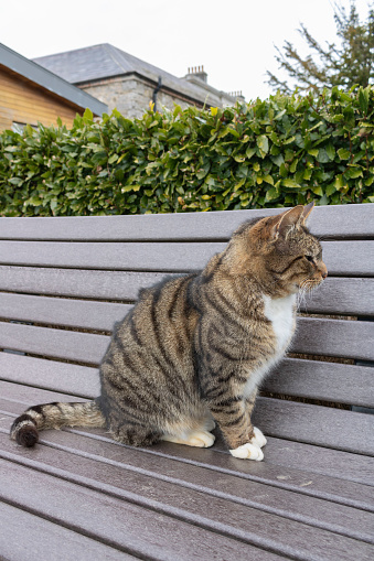 Cat on the bench in the park