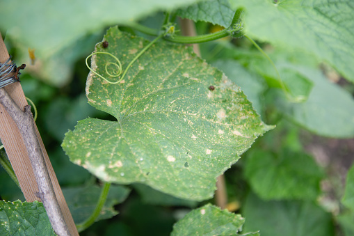 Diseases and insect pests of cucumber leaves