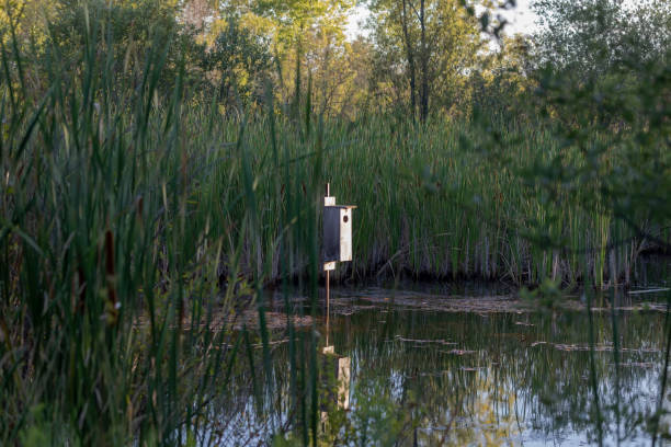 小さな森の池の木のアヒルのための巣箱 - birdhouse wood pole hole ストックフォトと画像
