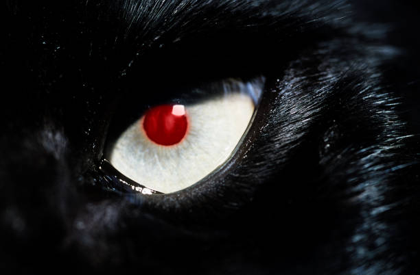 Close up of black cat with red eye