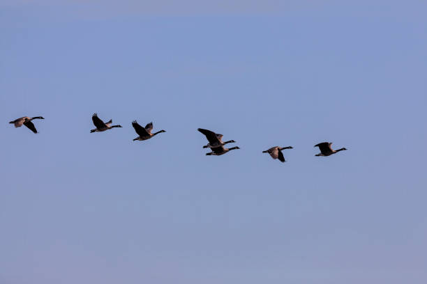 istock Flock of Canadian geese in flight 1266924308