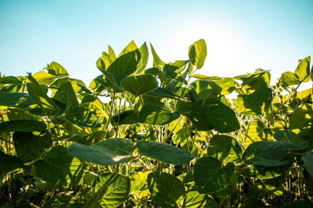 istock Focus on the hands and the drone controller from the man who controls the aircraft. He operates a drone to record agricultural crops in the field. 1266924488