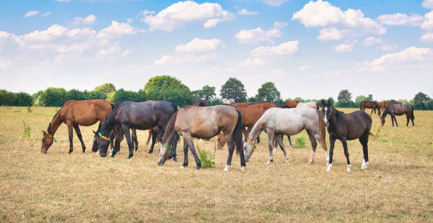 A herd of horses graze on the dry pasture